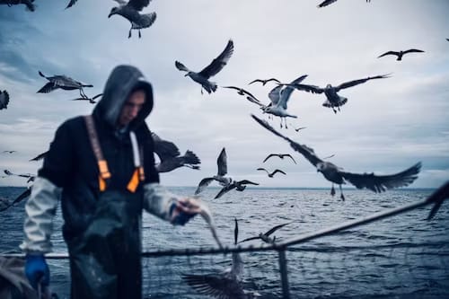 A fisherman on a fishing vessel surrounded by sea birds while in the middle of the sea.