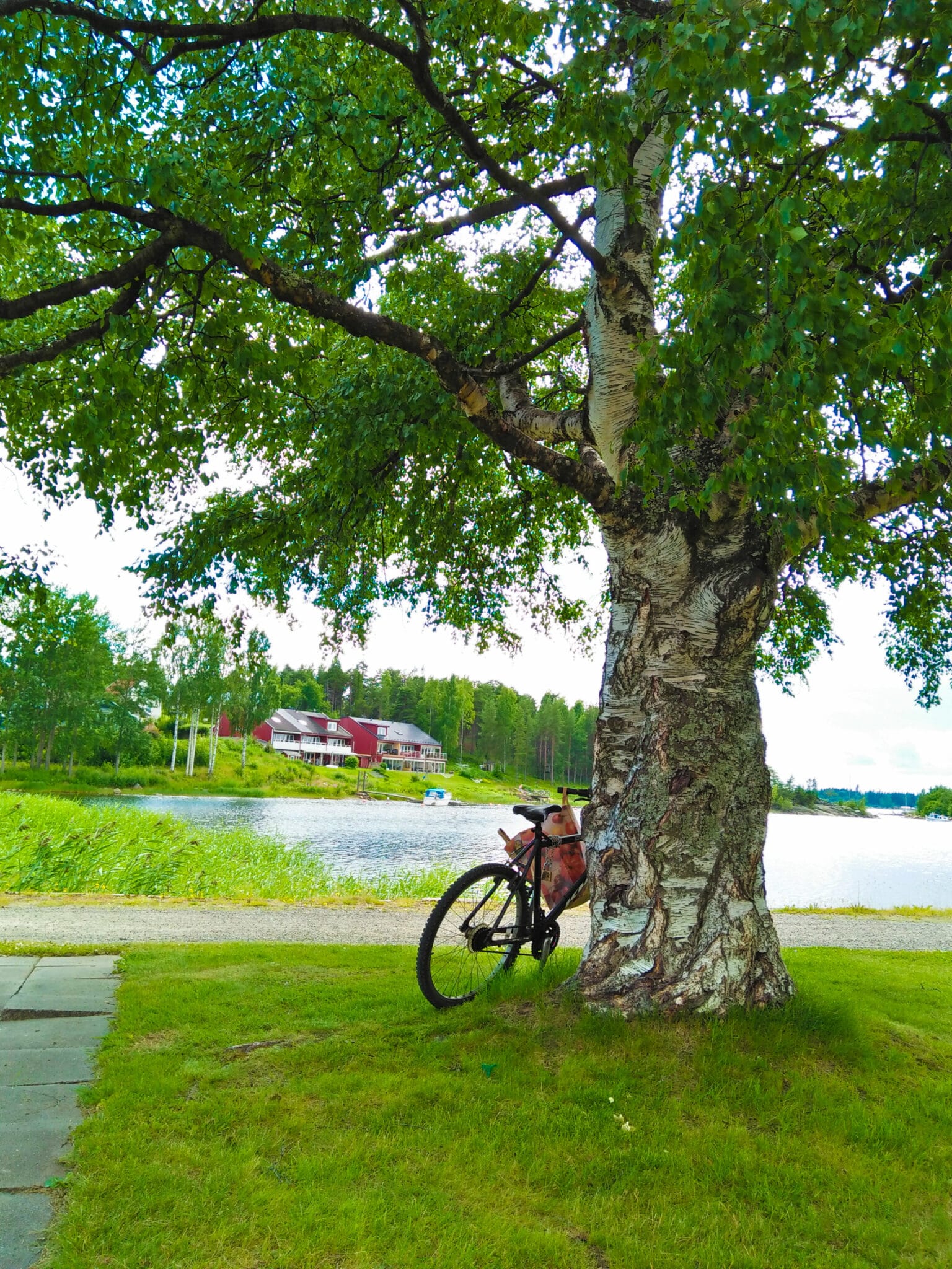 A bicycle parked under a tree near a calm lake during my shoreleave in Sweden.